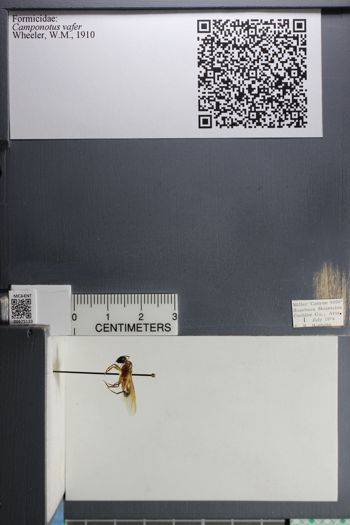 Media type: image; Entomology 675133